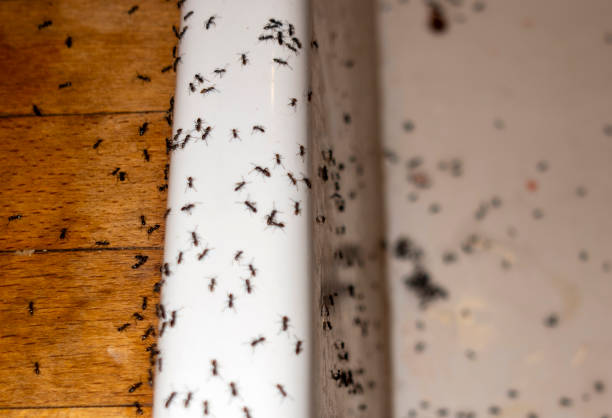Best Best Pest Control Companies  in Beech Mountain Lakes, PA