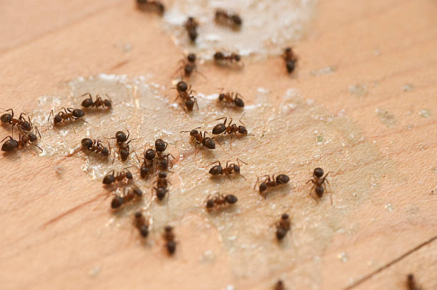Best Affordable Pest Control Services  in Beech Mountain Lakes, PA