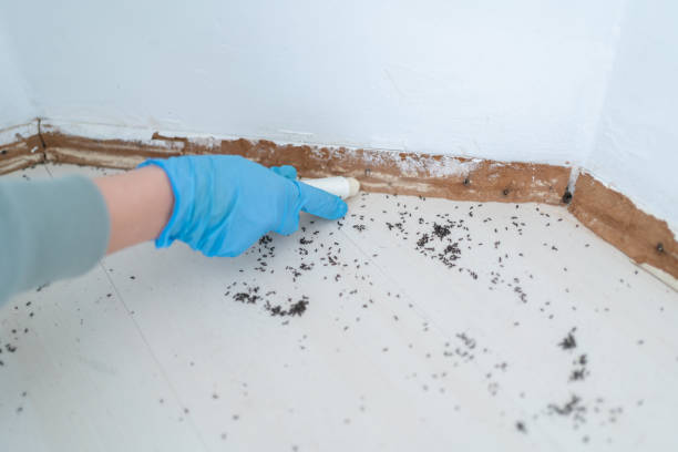 Professional Pest Control in Beech Mountain Lakes, PA